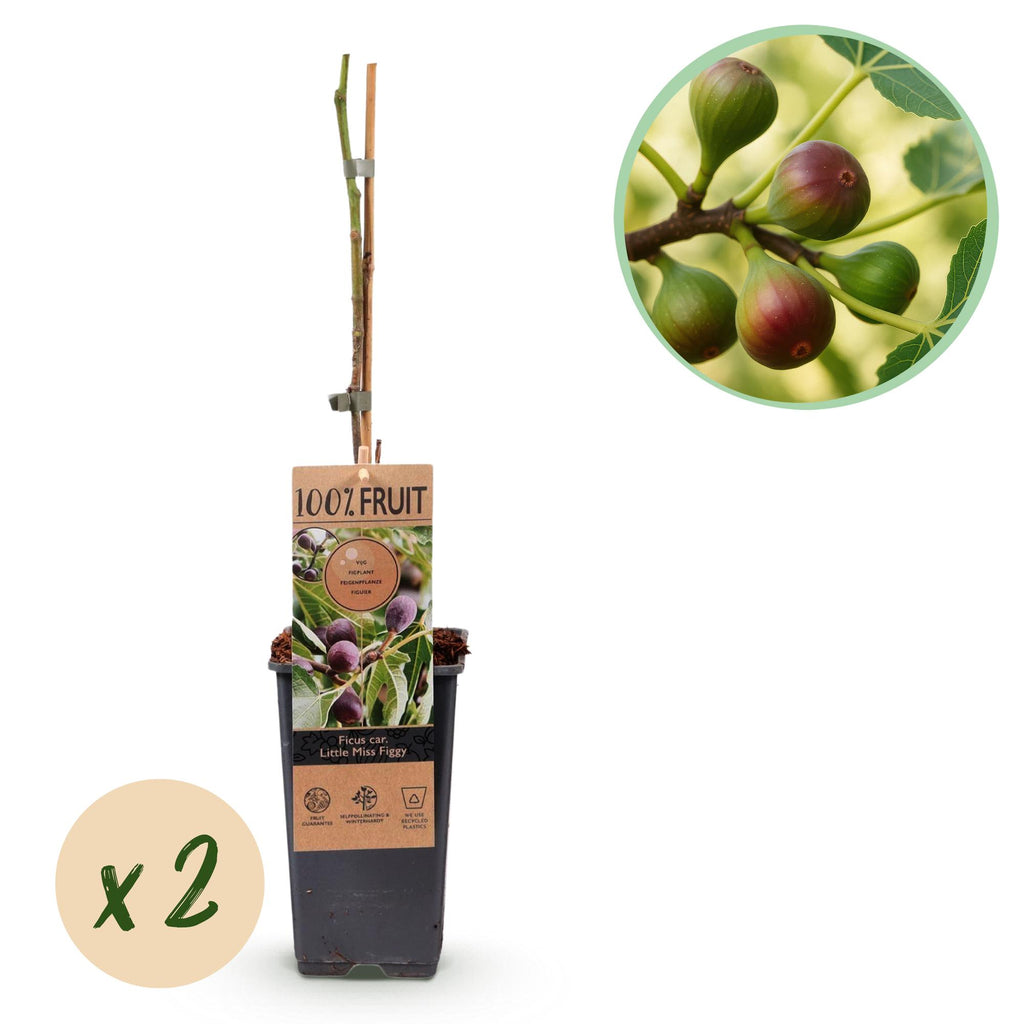 Green boutiQ - Fruitplant - Vijgenboom - Ficus caria Little mis Figgy - Rode Vrucht - 2 planten - Pot 15cm Hoogte 50cm