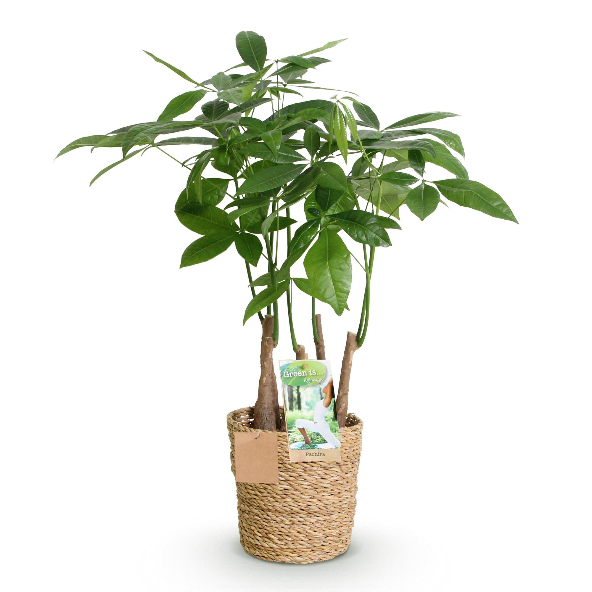 Green BoutiQ - Green is... Kamerplanten - Pachira Aquatica multi stam - Geldboom - Weinig onderhoud - met mand - Groen - 1 Plant - Pot 17cm - Hoogte 50-55cm