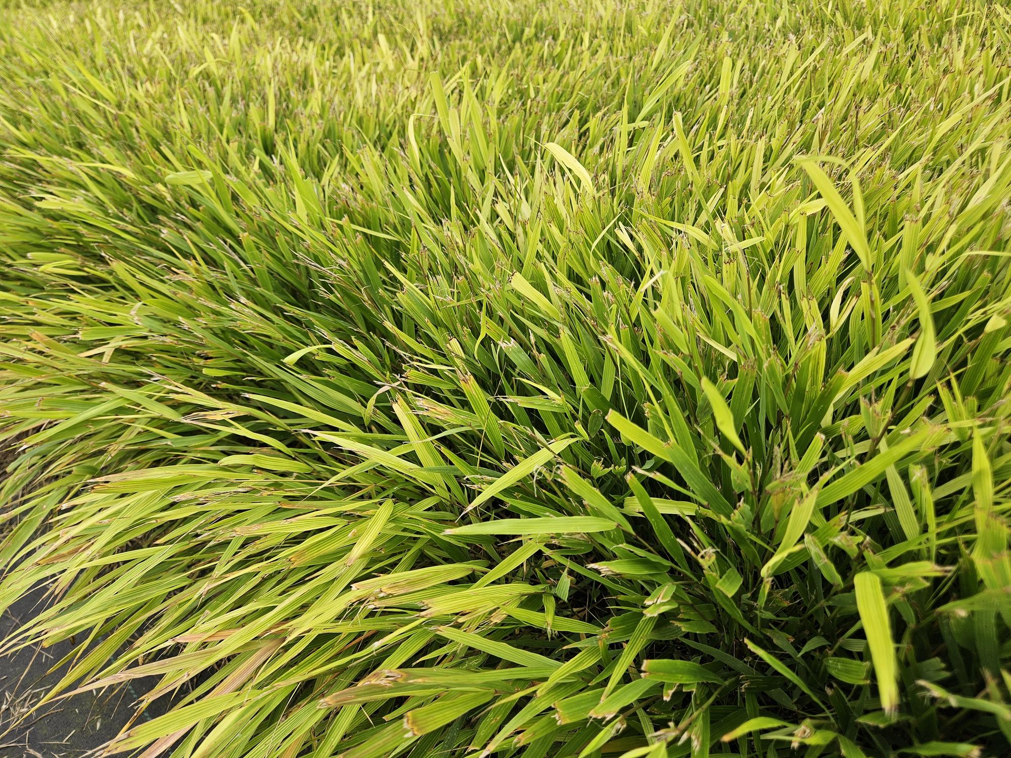 40x Hakonechloa macra - ↕10-25cm - Ø9cm