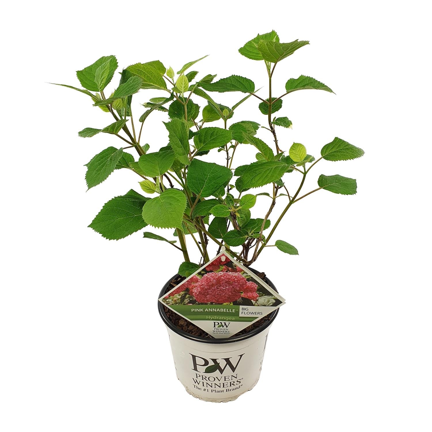 Hydrangea arbo. 'Pink Annabelle' - Ø19cm - ↕30cm