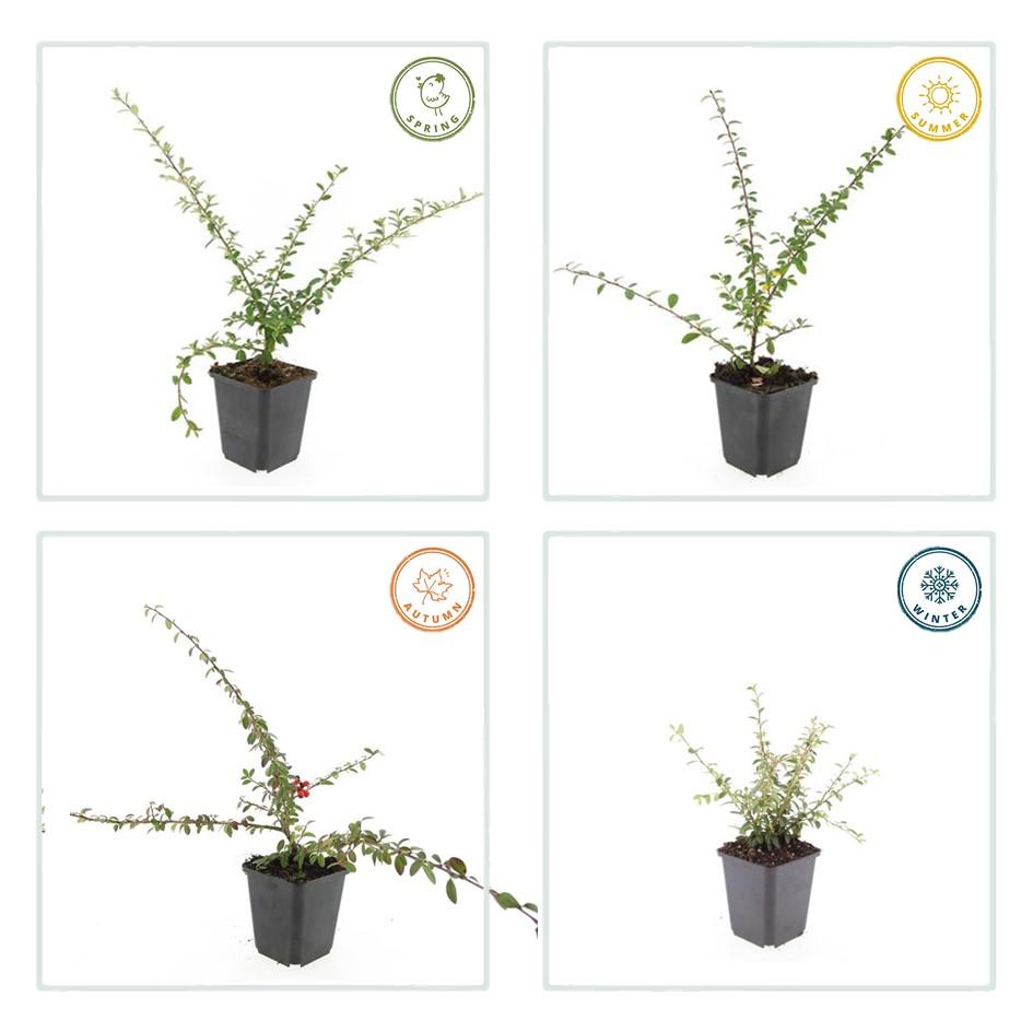48x Cotoneaster suec. 'Coral Beauty' - ↕10-25cm - Ø9cm