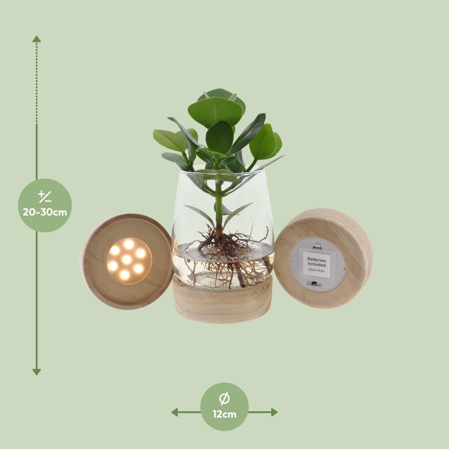 Clusia In Kingston Glas + LED - Ø12cm - ↕30cm