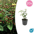 20x Hypericum inodorum 'Rheingold' - ↕10-25cm - Ø9cm