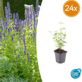 24x Agastache 'Black Adder' - ↕10-25cm - Ø9cm