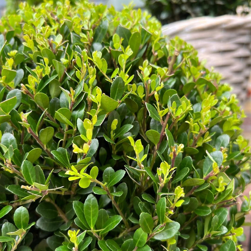2x Ilex crenata 'Jenny' bol XL | set van 2 stuks | 25 cm Ø