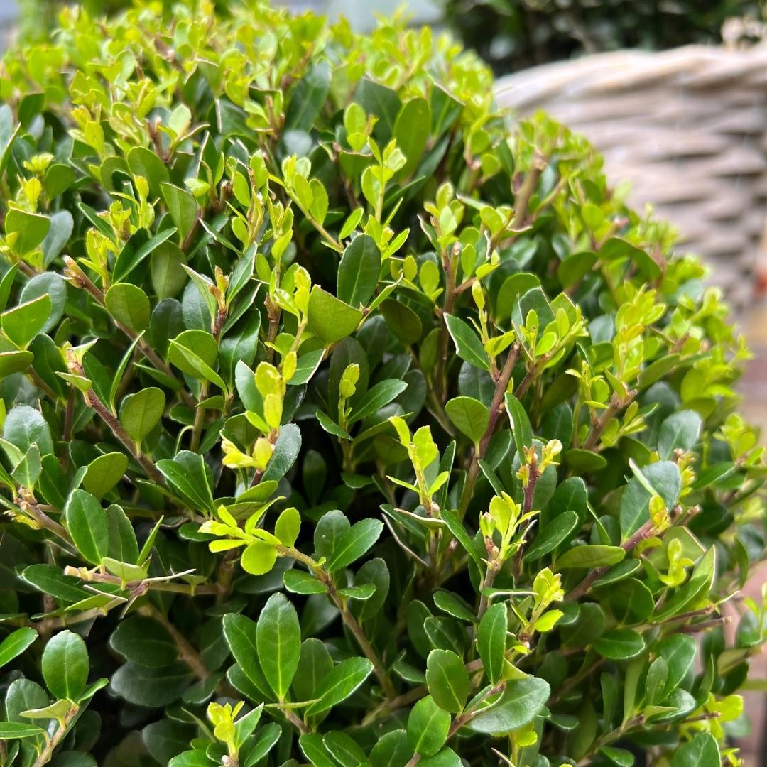 2x Ilex crenata 'Jenny' bol XL | set van 2 stuks | 25 cm Ø