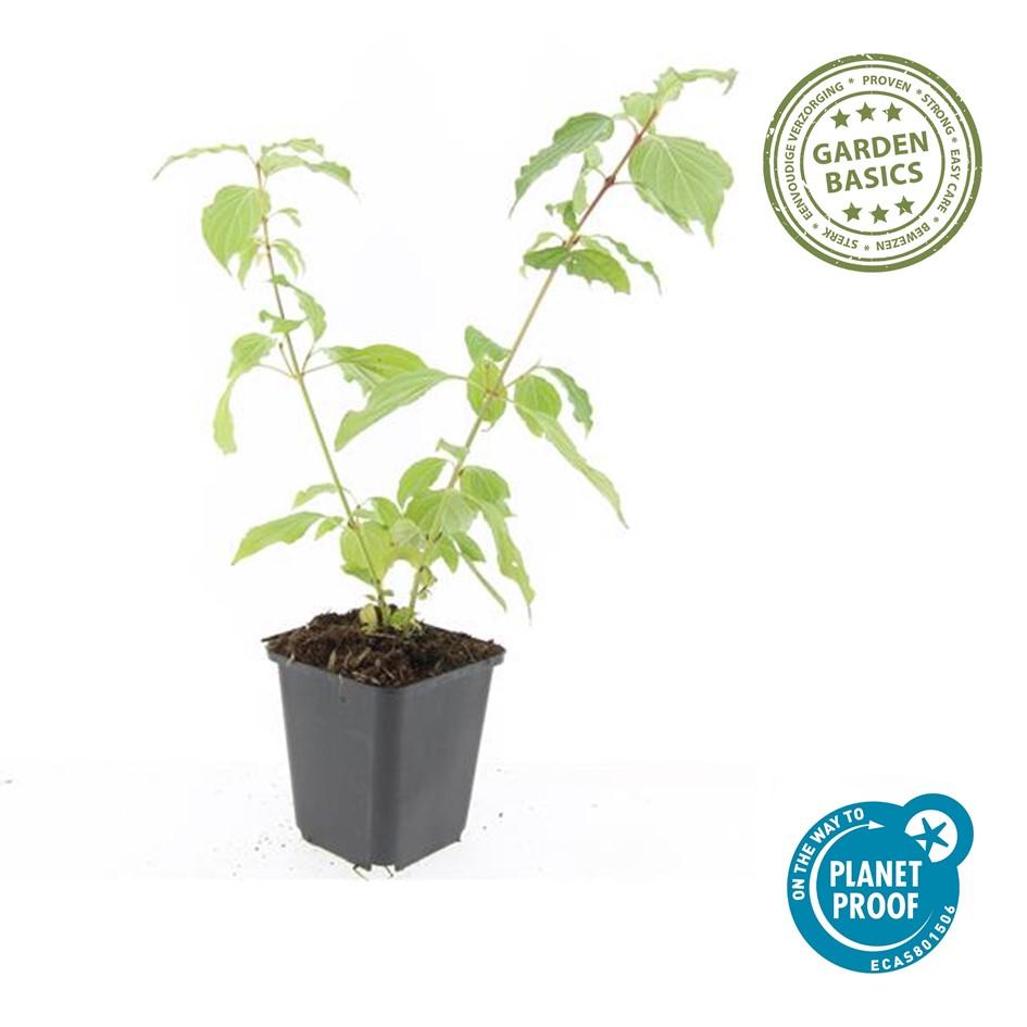 24x Cornus sang. 'Anny's Winter Orange' - ↕10-25cm - Ø9cm