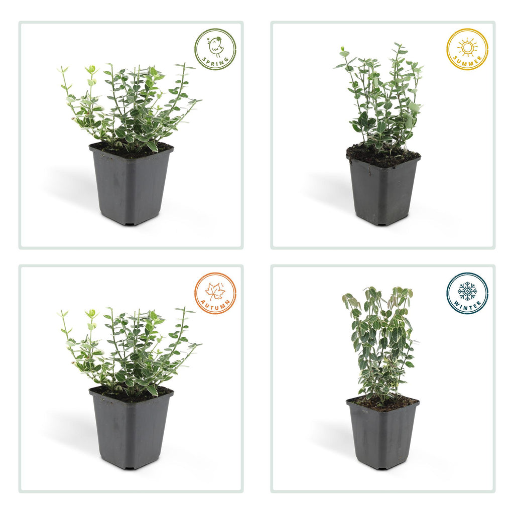 24x Euonymus fort. 'Emerald Gaiety' - ↕10-25cm - Ø9cm