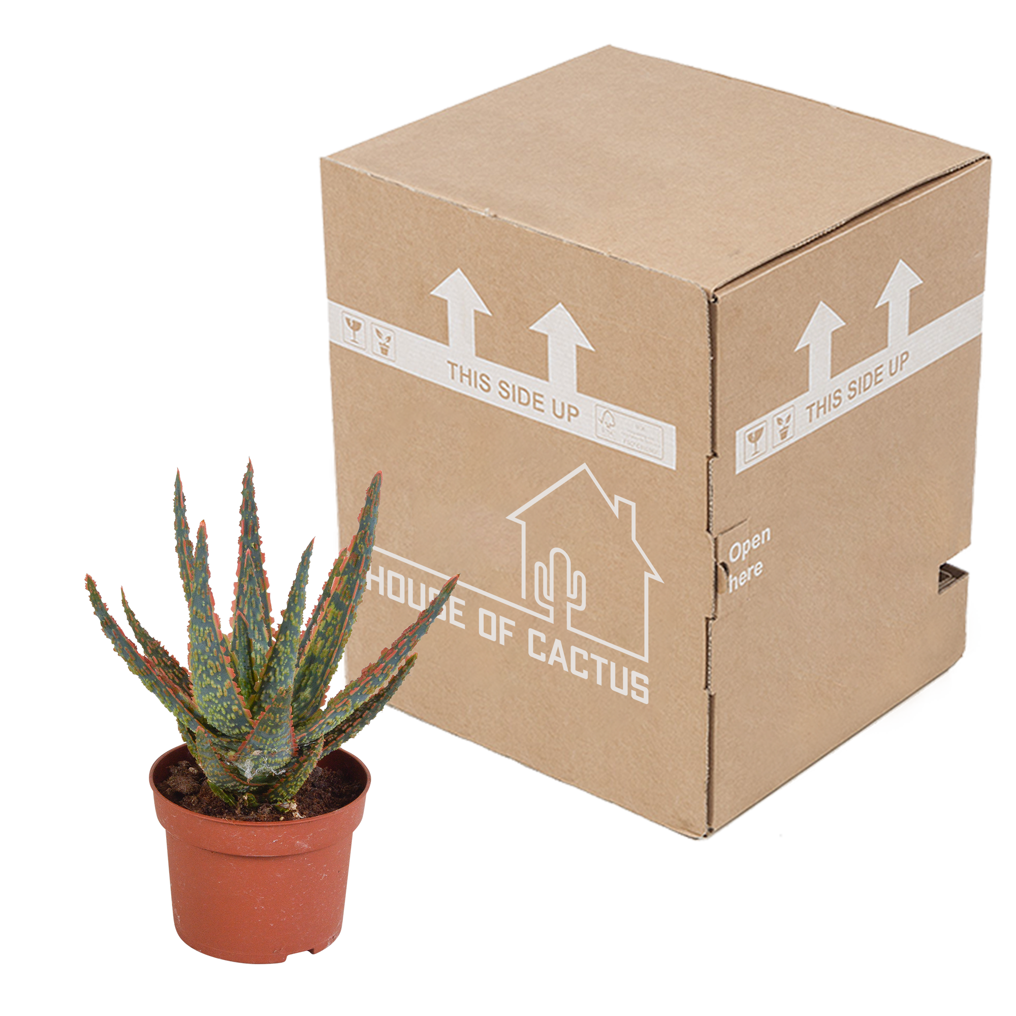 Aloë zebrina Dannyz 10,5cm - zonder pot