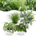 Green boutiQ - Kamerplant - Chlorophytum - Cyperus - Phlebodium - Marantha - Mix van 4 - Huisdiervriendelijke Planten - Groen - 4 Planten - met Potter Wit - Pot 12cm - Hoogte 25cm