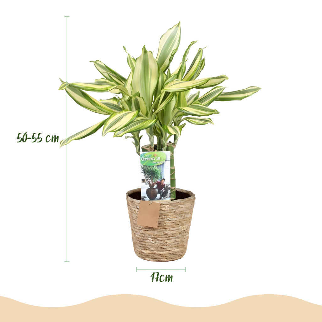 Green BoutiQ - Green is... Kamerplanten - Dracaena fragrans Diamond Dream - Drakenbloedboom - Weinig onderhoud - met mand - Groen - 2 Planten - Pot 17cm - Hoogte 50-55cm