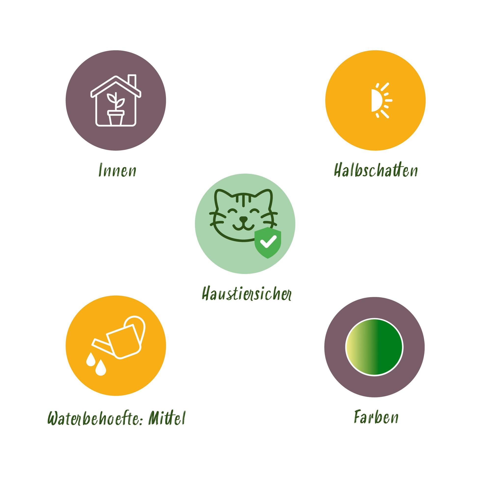 Green boutiQ - Kamerplant - Chlorophytum comosum Bonnie - Krullende Graslelie - Huisdiervriendelijk - Bont - 2 Planten - Pot 12cm - Hoogte 20-25cm