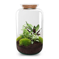 DIY Planten terrarium met licht - Sven XL Botanical - Ø 23 cm ↑ 43 cm - No tools
