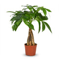Green boutiQ - Kamerplant - Geldboom - Pachira Aquatica - Groen - Weinig onderhoud - 1 Plant - Pot 12cm - Hoogte 40 - 50cm