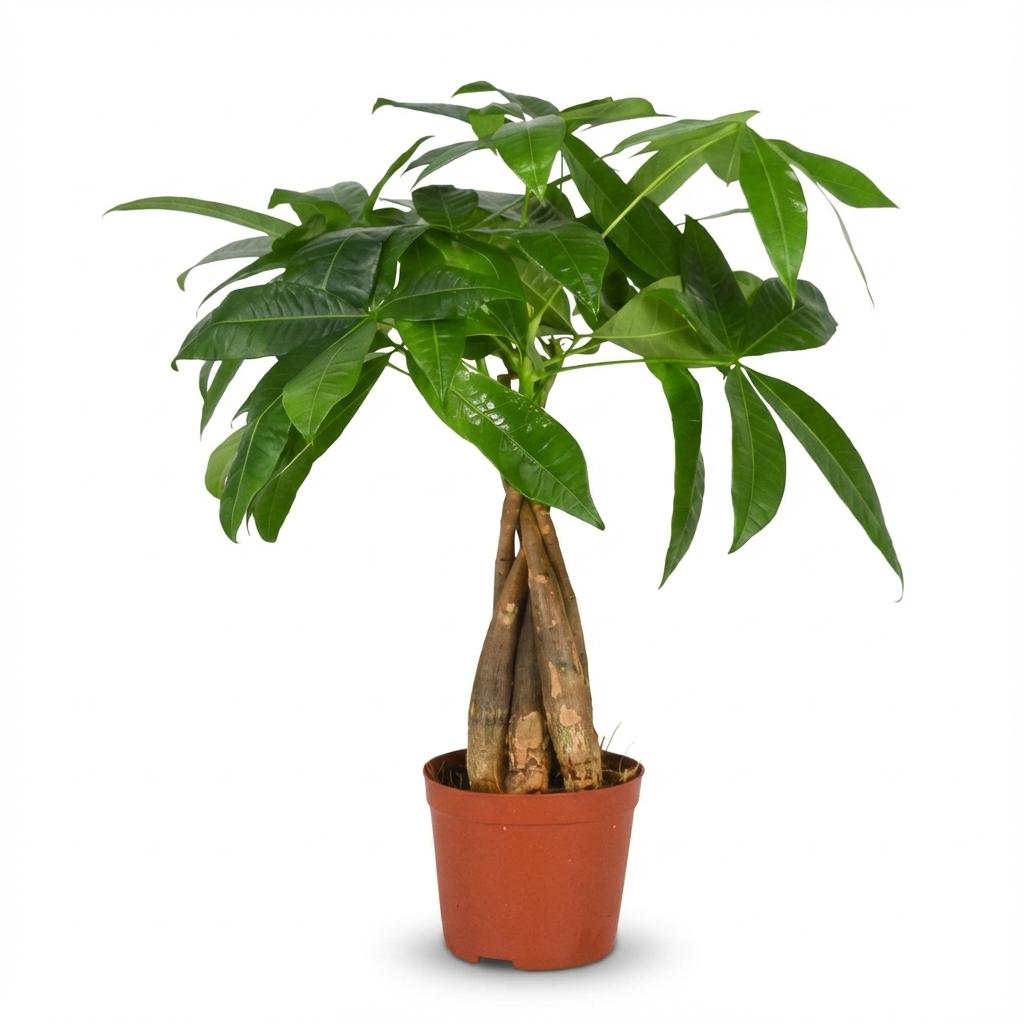 Green boutiQ - Kamerplant - Geldboom - Pachira Aquatica - Groen - Weinig onderhoud - 1 Plant - Pot 12cm - Hoogte 40 - 50cm