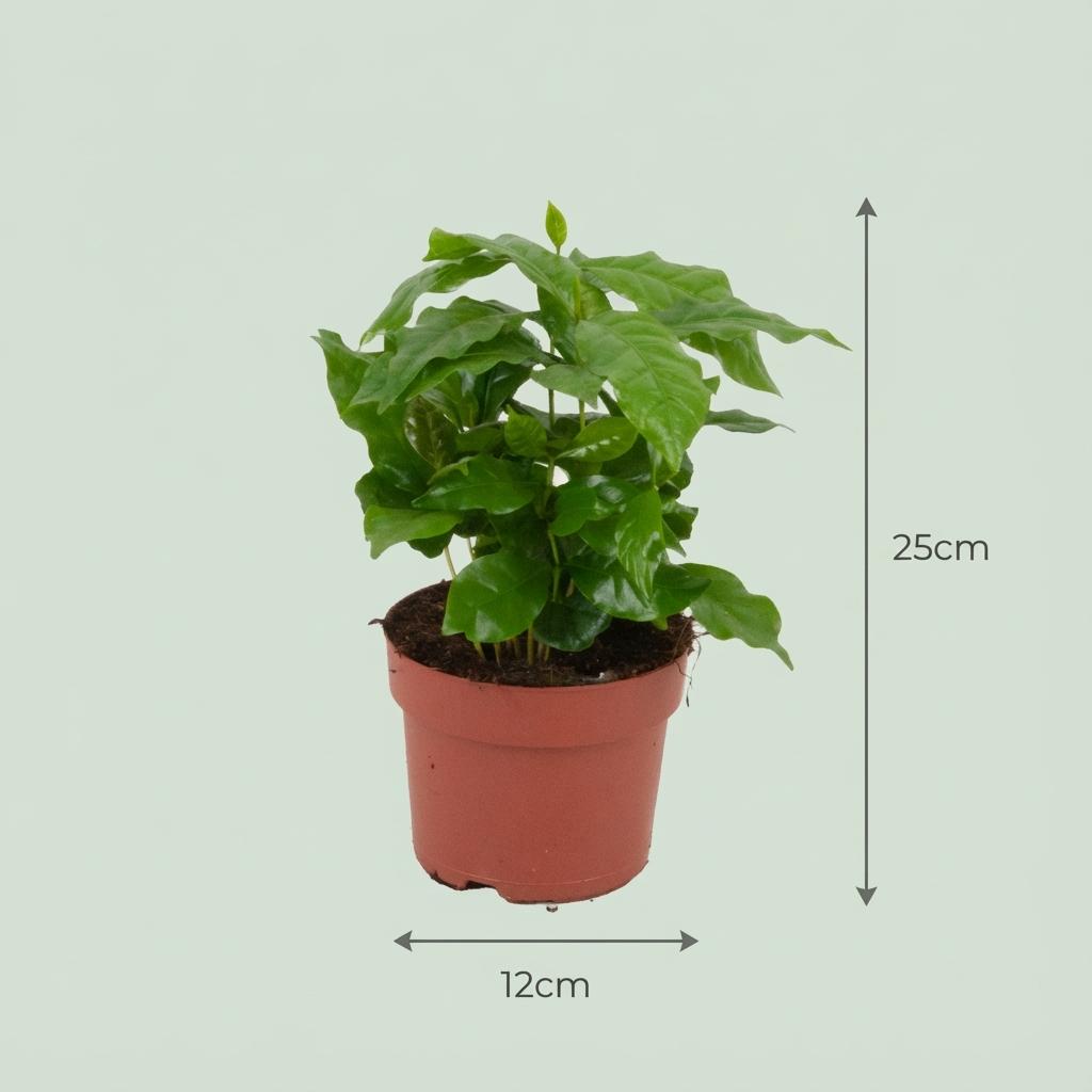 2x Coffea Arabica Koffieplant - Ø 12 cm - Hoogte: 25 cm