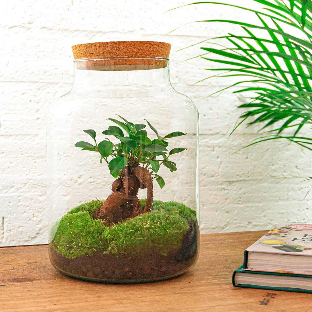 DIY Planten terrarium met licht - Milky Bonsai - Ø 21 cm ↑ 30 cm - Rake + Shovel