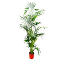 Kentia Palm - 200 cm - ø24-30cm