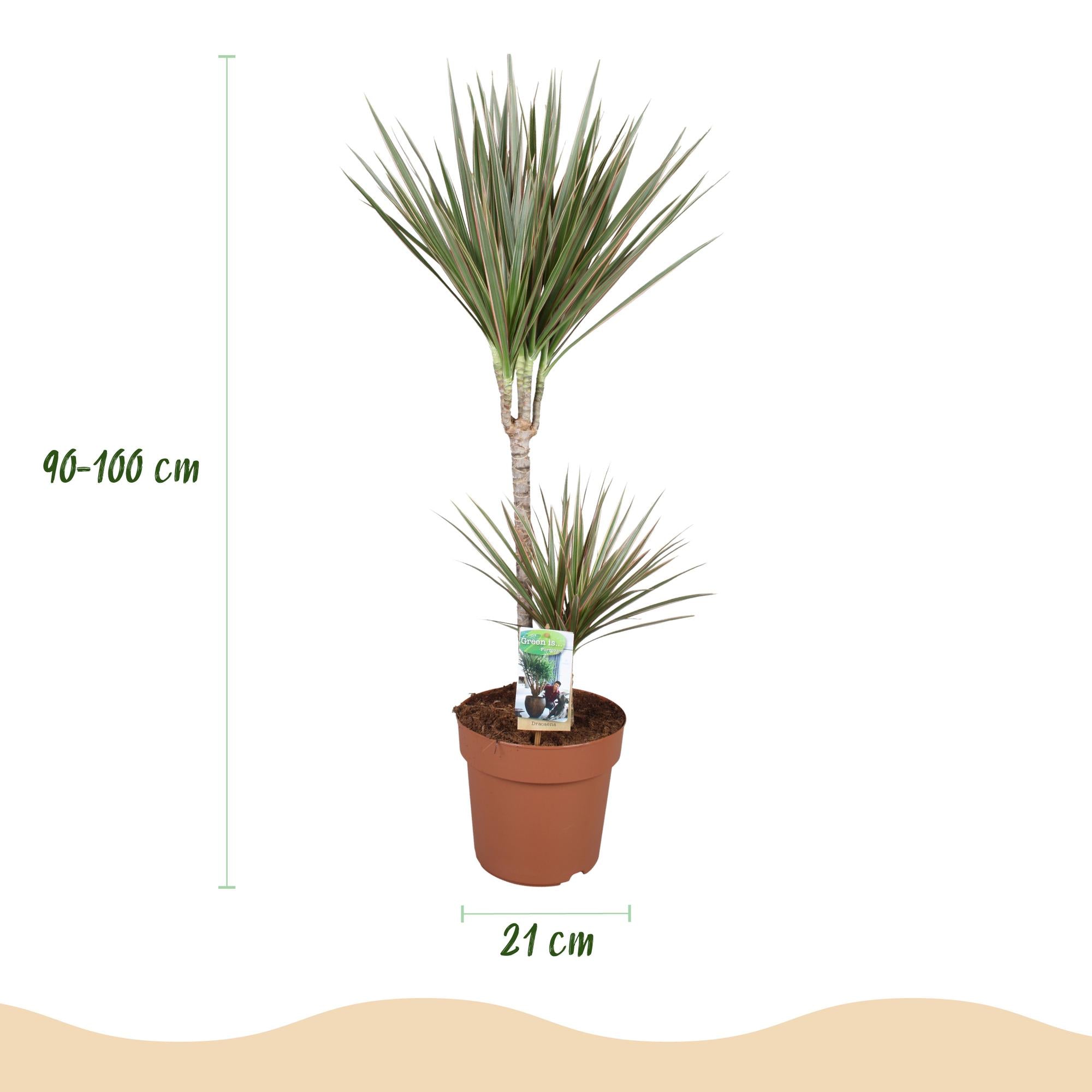 Green BoutiQ - Green is... Kamerplanten - Dracaena Marginata Bicolor - Drakenbloedboom - Weinig onderhoud - Groen - 1 Plant - Pot 21cm - Hoogte 90-100cm