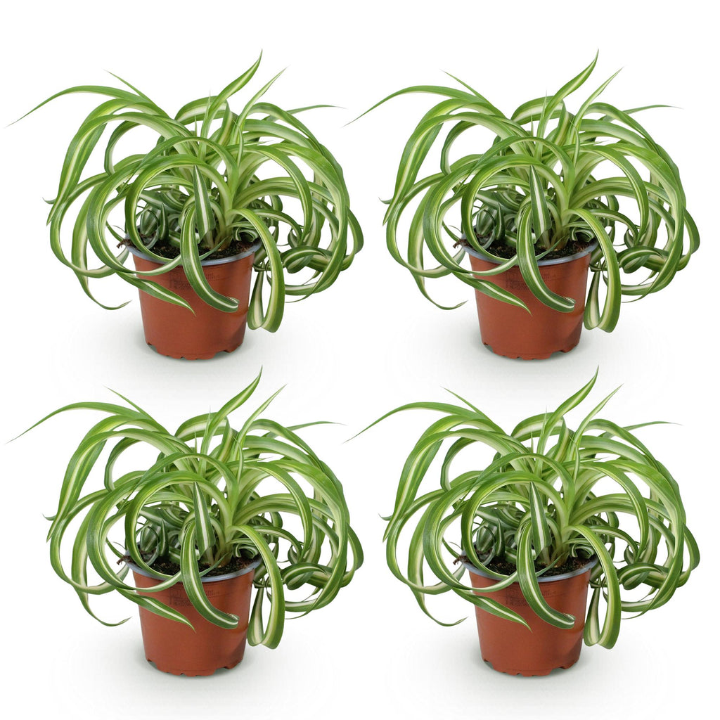 Green boutiQ - Kamerplant - Chlorophytum comosum Bonnie - Krullende Graslelie - Huisdiervriendelijk - Bont - 4 Planten - Pot 12cm - Hoogte 20-25cm