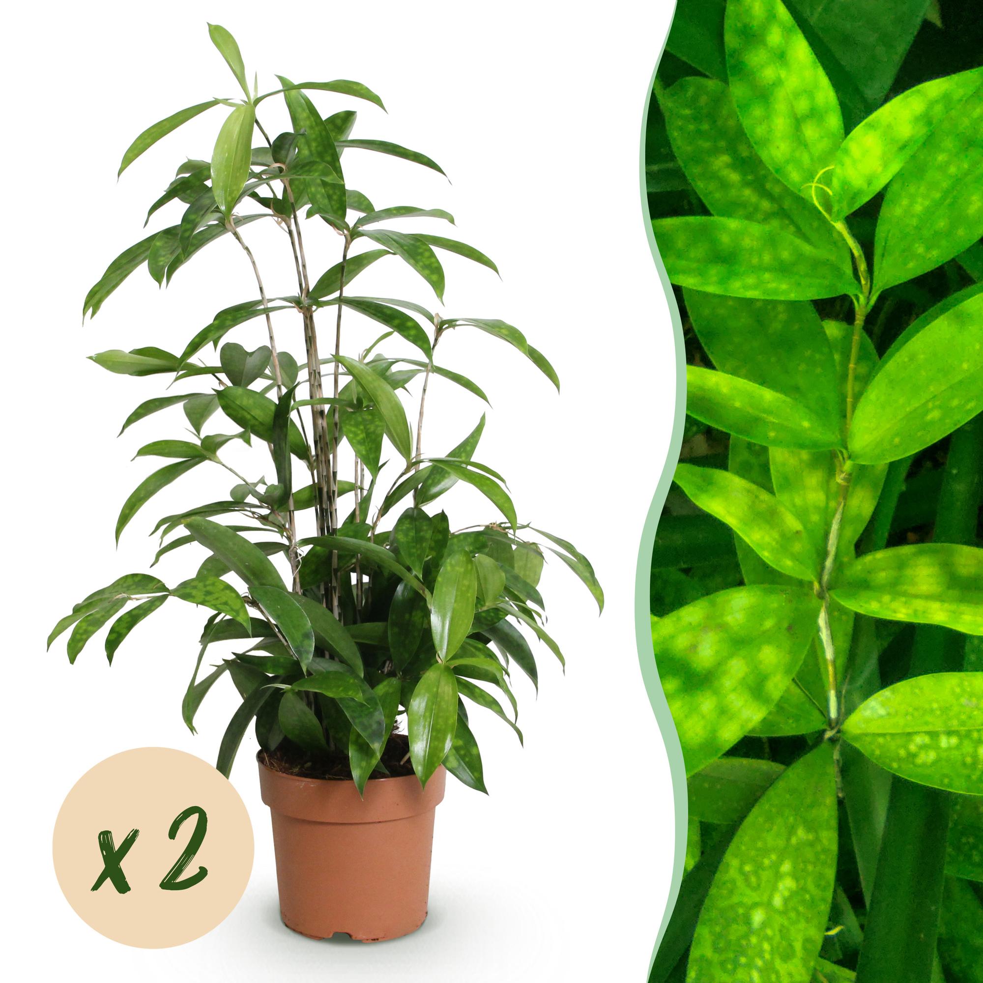 Green BoutiQ - Green is... Kamerplanten - Dracaena surculosa - Drakenbloedboom - Weinig onderhoud - Groen - 2 Planten - Pot 17cm - Hoogte 60-70cm