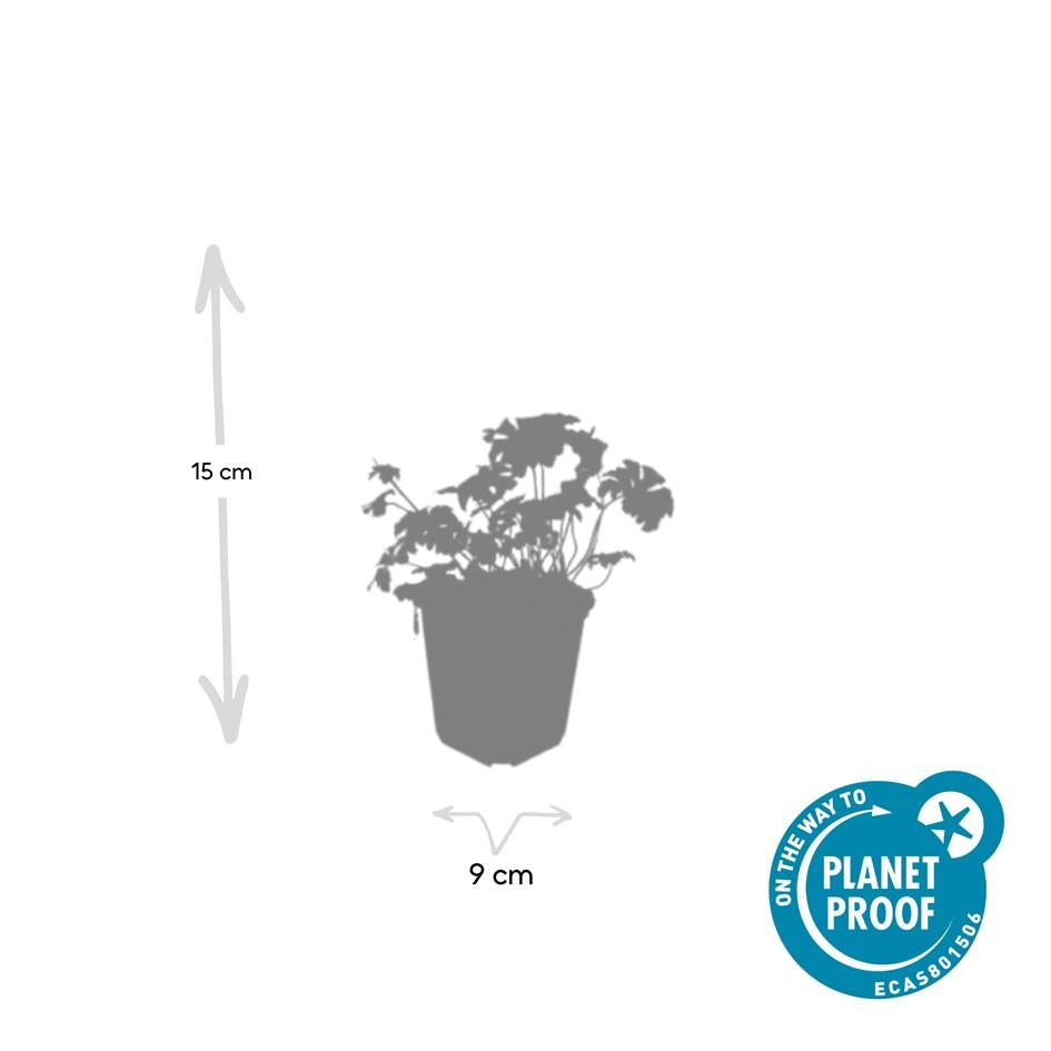 24x Geranium sang. 'Album' - ↕10-25cm - Ø9cm