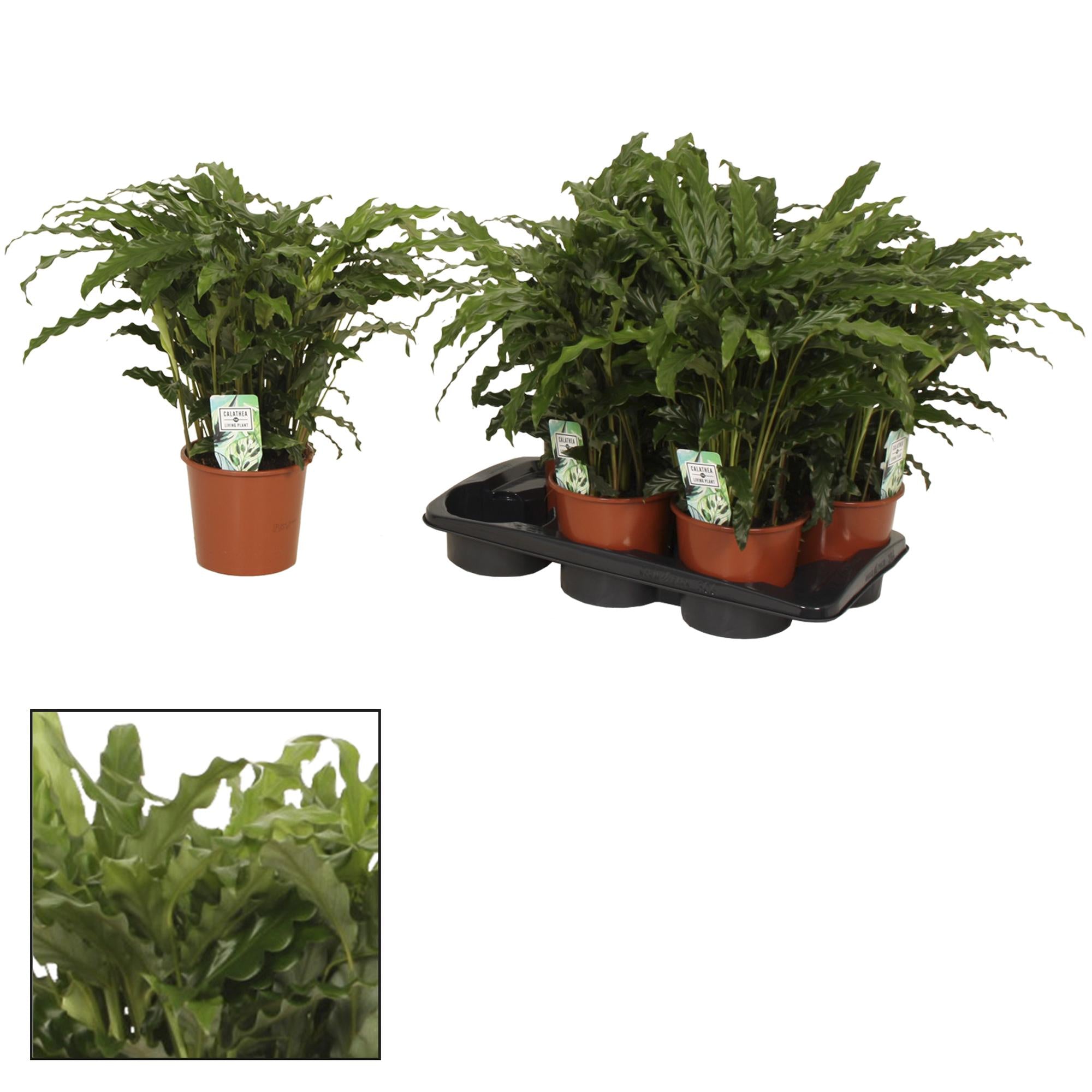 Calathea Bluegrass - Ø17cm - ↕65cm