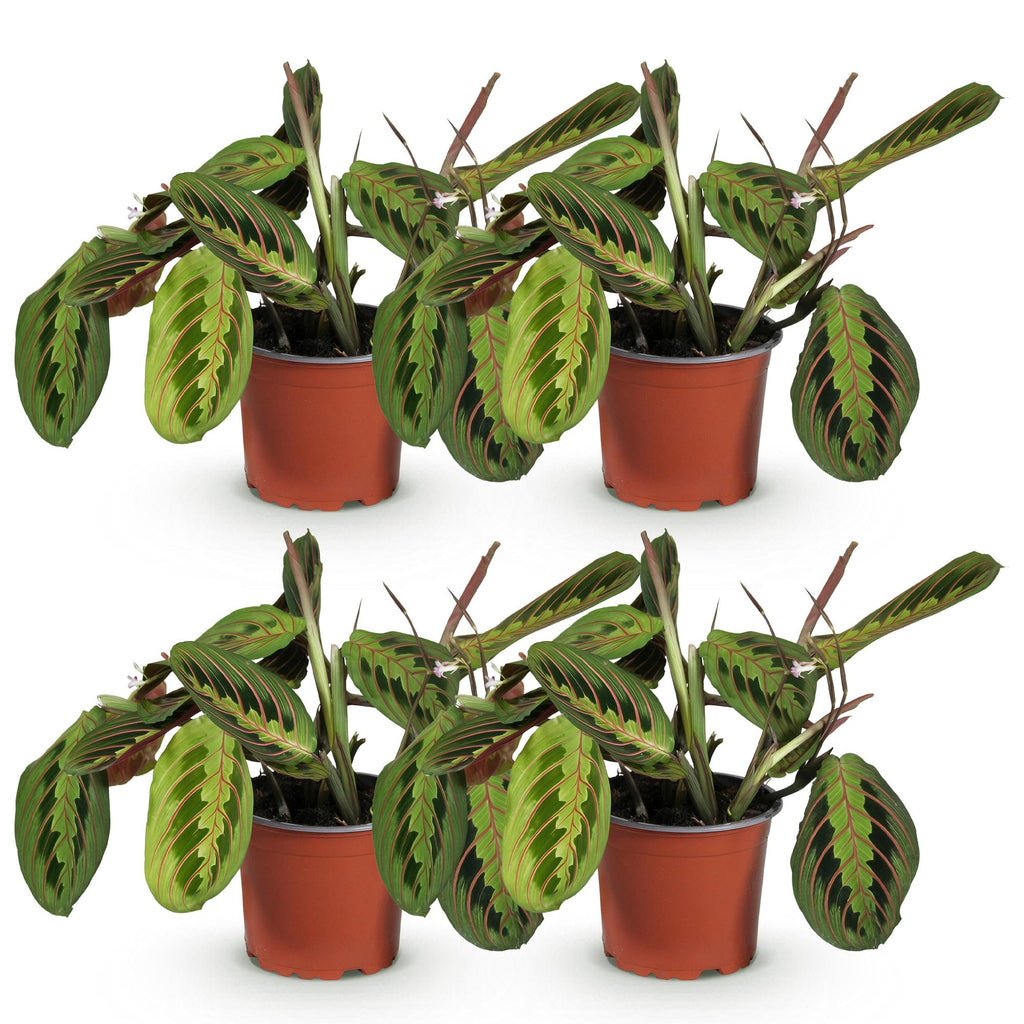 Green boutiQ - Kamerplant - Maranta Fascinator Tricolour - Gebedsplant - Huisdiervriendelijk - Groen - 4 Planten - Pot 12cm - Hoogte 30-35cm