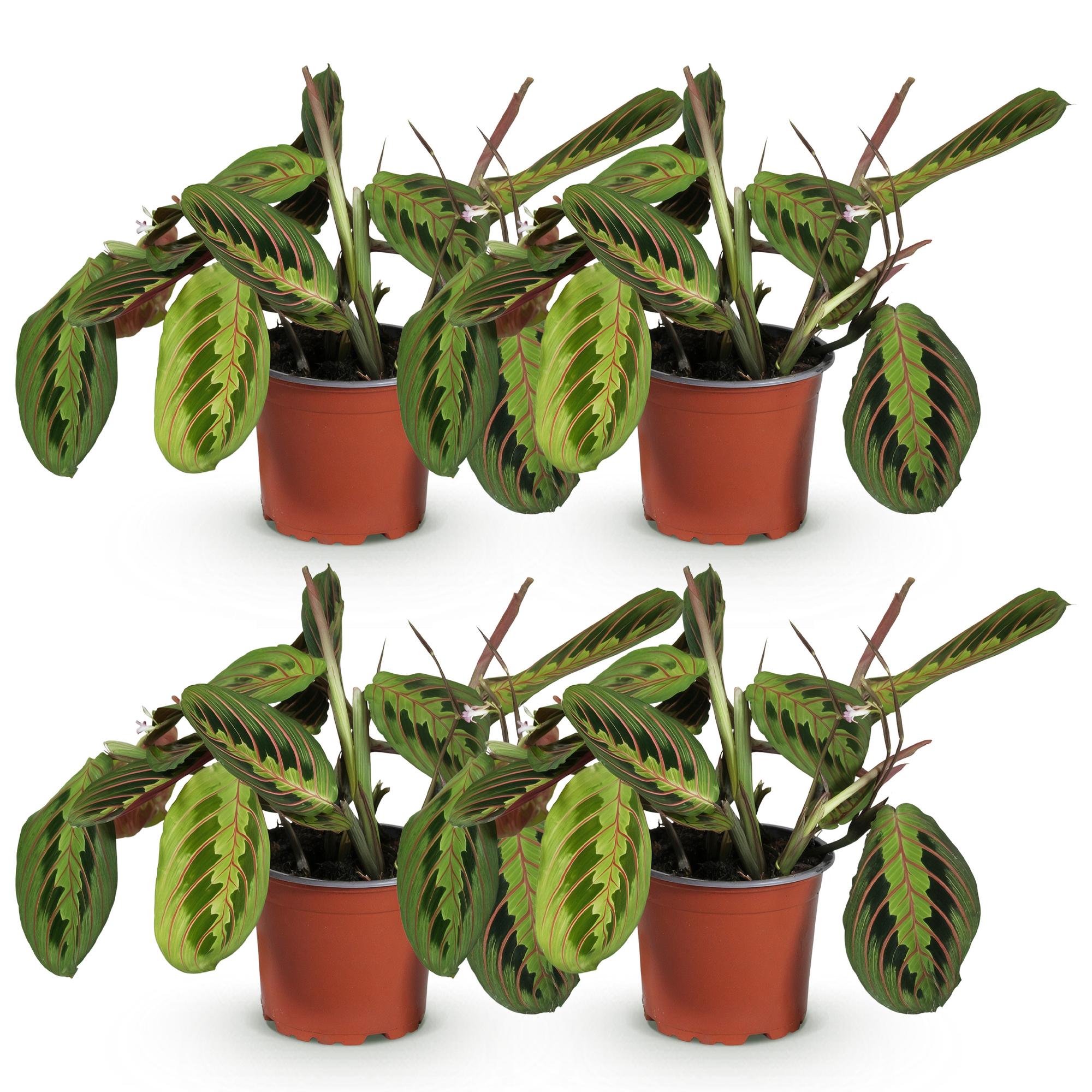 Green boutiQ - Kamerplant - Maranta Fascinator Tricolour - Gebedsplant - Huisdiervriendelijk - Groen - 4 Planten - Pot 12cm - Hoogte 30-35cm