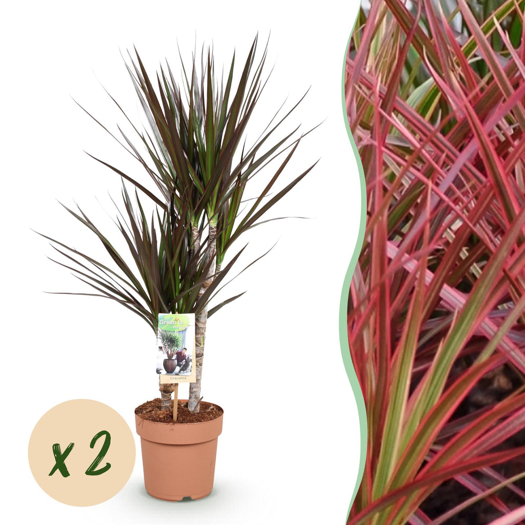 Green BoutiQ - Green is... Kamerplanten - Dracaena Magenta - Drakenbloedboom - Weinig onderhoud - Groen - 2 Planten - Pot 17cm - Hoogte 70-80cm