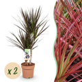 Green BoutiQ - Green is... Kamerplanten - Dracaena Magenta - Drakenbloedboom - Weinig onderhoud - Groen - 2 Planten - Pot 17cm - Hoogte 70-80cm