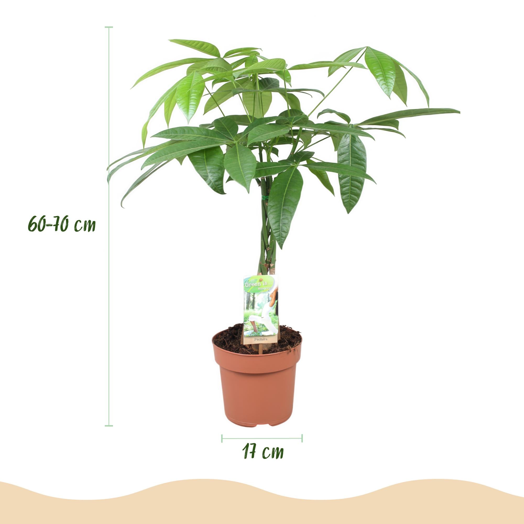Green BoutiQ - Green is... Kamerplanten - Pachira Aquatica gevlochten stam - Geldboom - Weinig onderhoud - Groen - 2 Planten - Pot 17cm - Hoogte 60-70cm