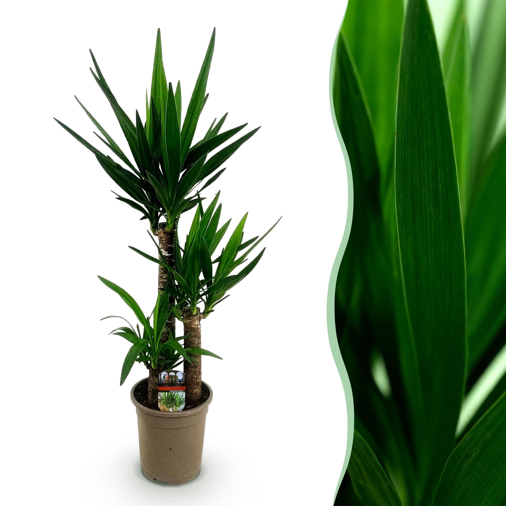 Green boutiQ - Kamerplant - Yucca elephantipes - Yucca - Weinig onderhoud - Groen - 1 - Pot 21cm - Hoogte 100cm