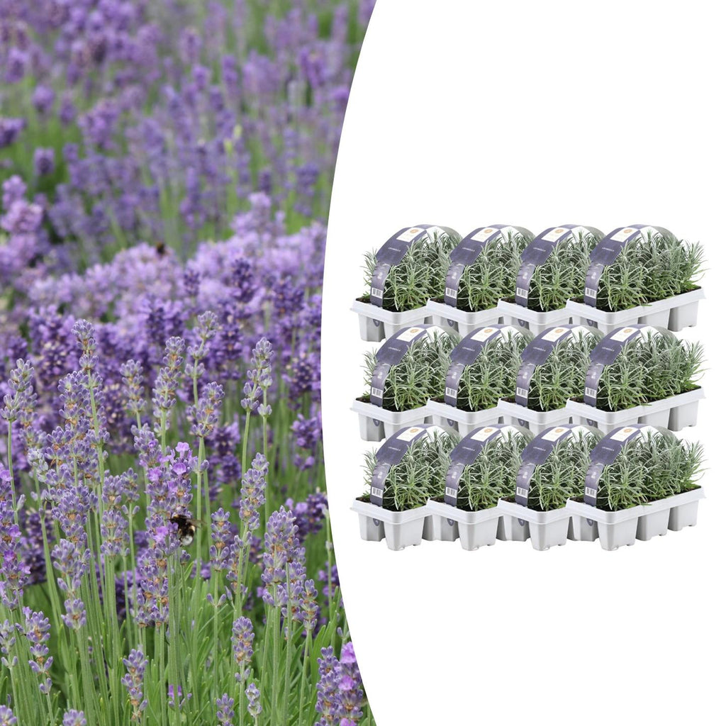 12 x 6 pack Lavendel angustifolia - Ø7 cm - ↕15 cm