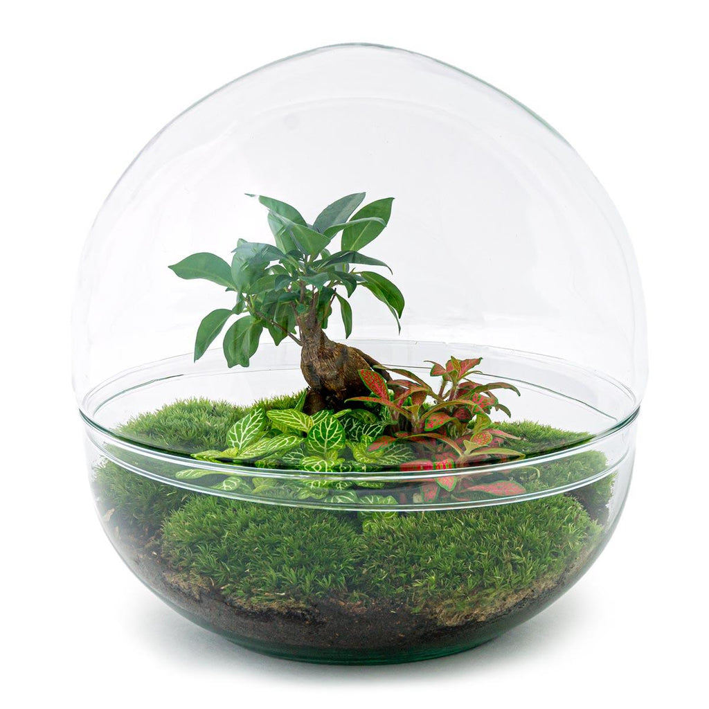 DIY Planten terrarium tweedelig bolglas - Dome XL Bonsai - Ø 28 cm ↑ 28 cm - Rake + Shovel