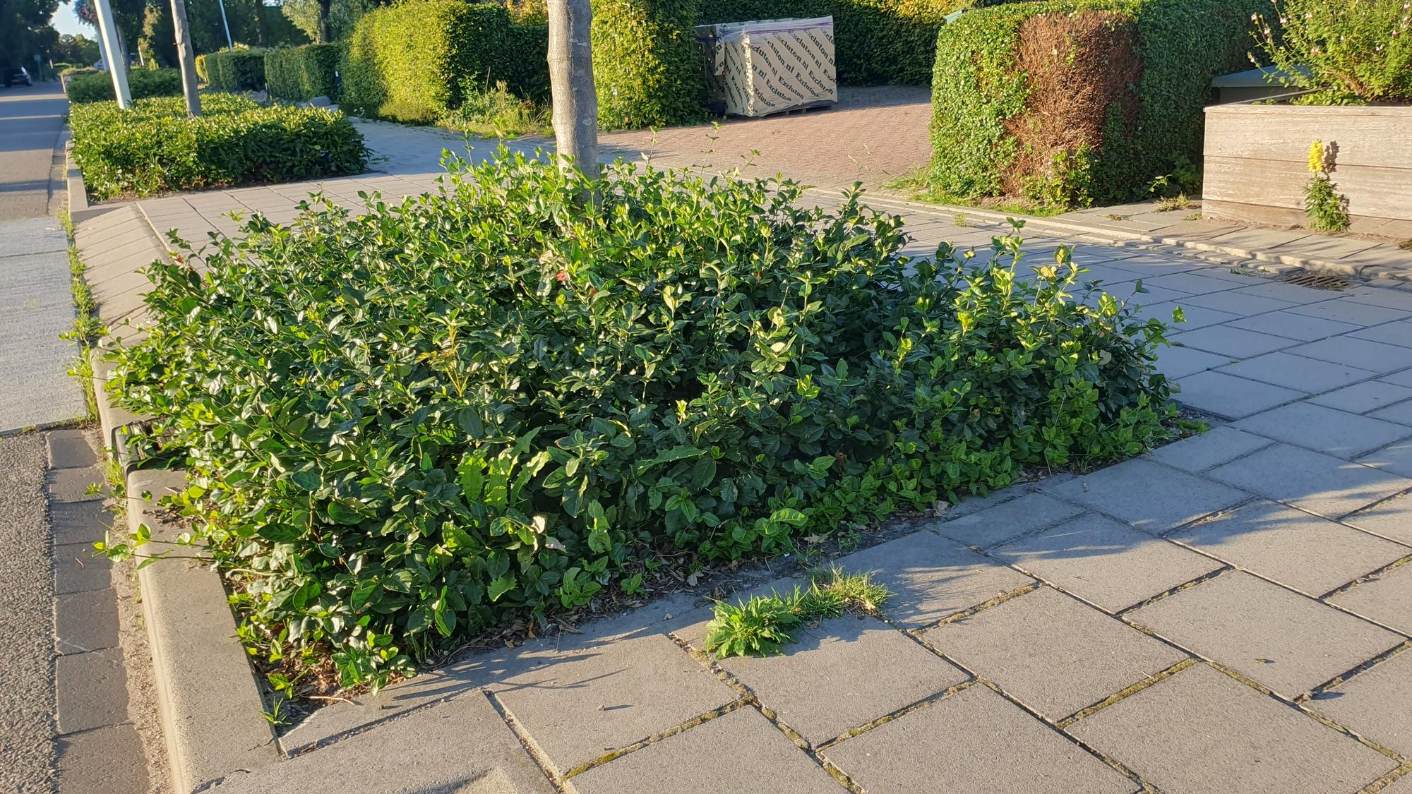 24x Euonymus fort. 'Coloratus' - ↕10-25cm - Ø9cm