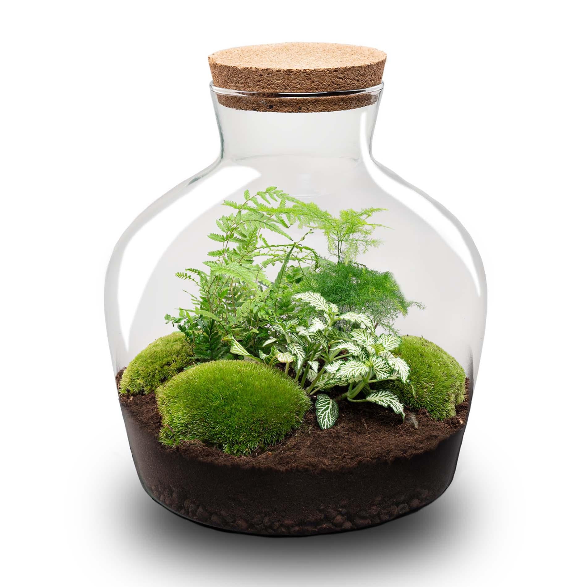DIY Planten terrarium met licht - Fat Joe Green - Ø 29 cm ↑ 30 cm - No tools