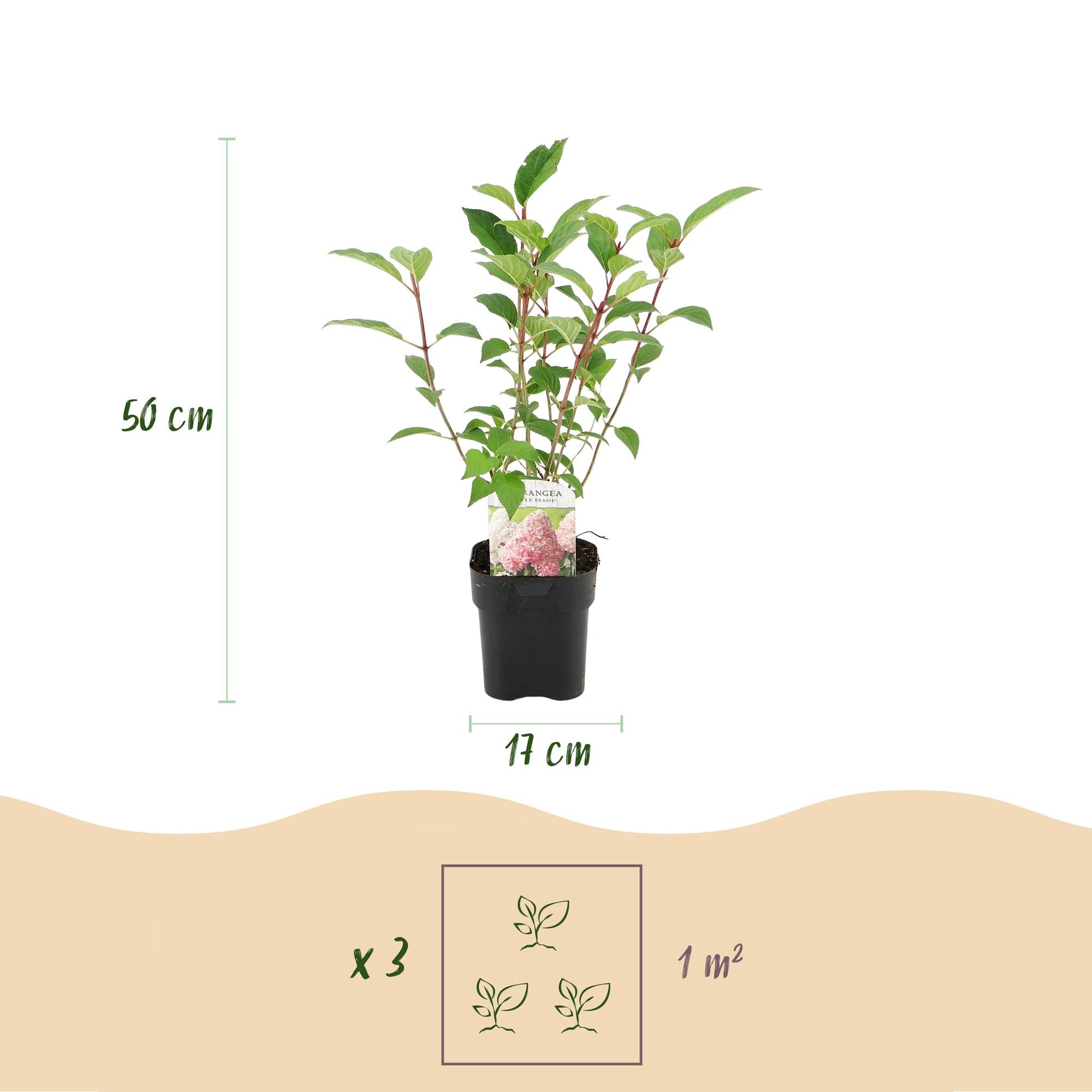 Green boutiQ - Pluim Hortensia - Hydrangea panniculata Vanille Fraise - Bloem Wit Roze  - 1 Plant - Bladverliezend - Grote Bloemen - Pot 17cm Hoogte 50cm