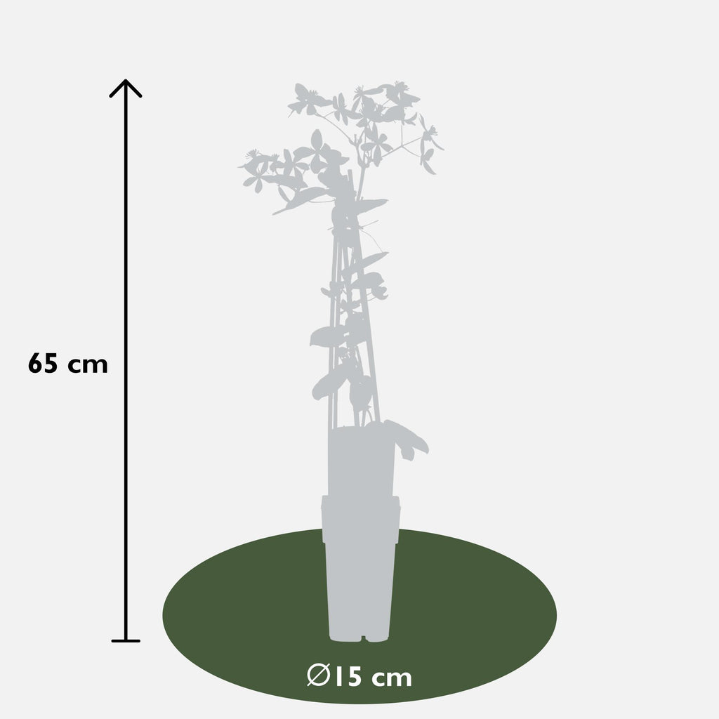 Clematis armandii Apple Blossom - Groenblijvende Clematis Lichtroze - Ø15cm - ↕65cm
