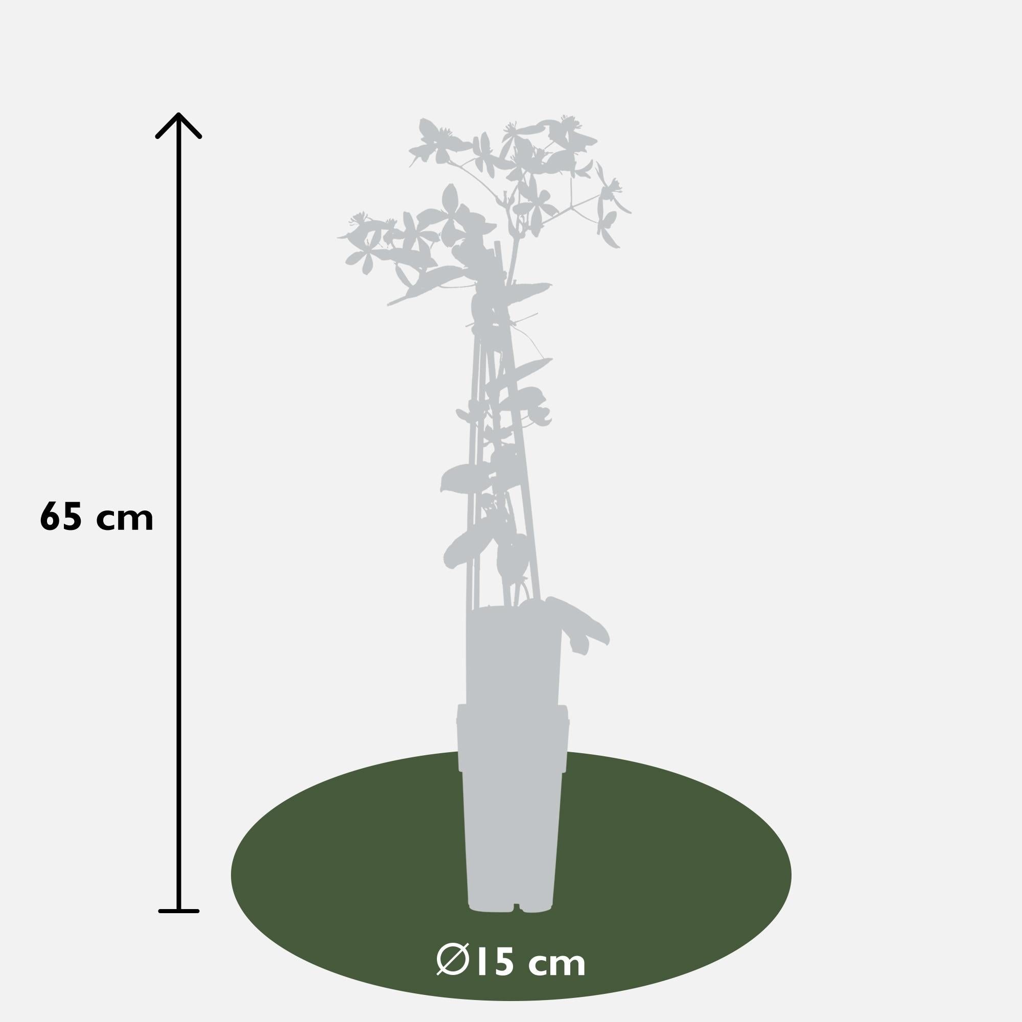 Clematis armandii Apple Blossom - Groenblijvende Clematis Lichtroze - Ø15cm - ↕65cm