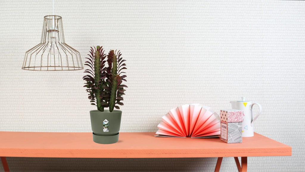 Euphorbia Trigona Rubra - Ø12cm - ↕40cm