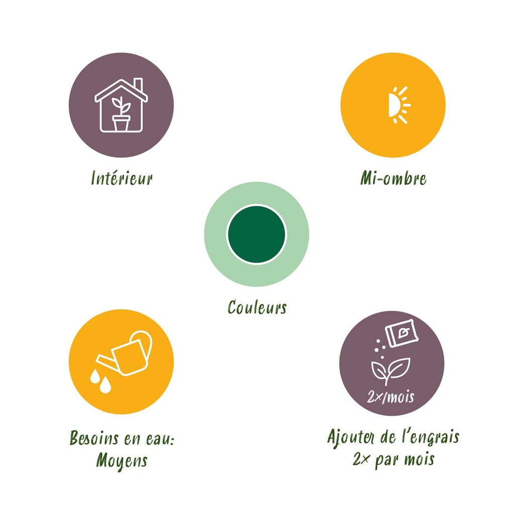 Green boutiQ - Kamerplant - Geldboom - Pachira Aquatica - Groen - Weinig onderhoud - 1 Plant - Pot 12cm - Hoogte 40 - 50cm