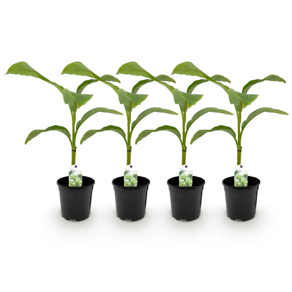 Green boutiQ - Fruitplant - Bananen plant - Musa Basjoo - Winterhard - 4 planten - Pot 17cm Hoogte 40cm