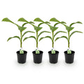 Green boutiQ - Fruitplant - Bananen plant - Musa Basjoo - Winterhard - 4 planten - Pot 17cm Hoogte 40cm