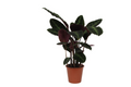 Calathea Warscewiczii - 90 cm - Ø21cm