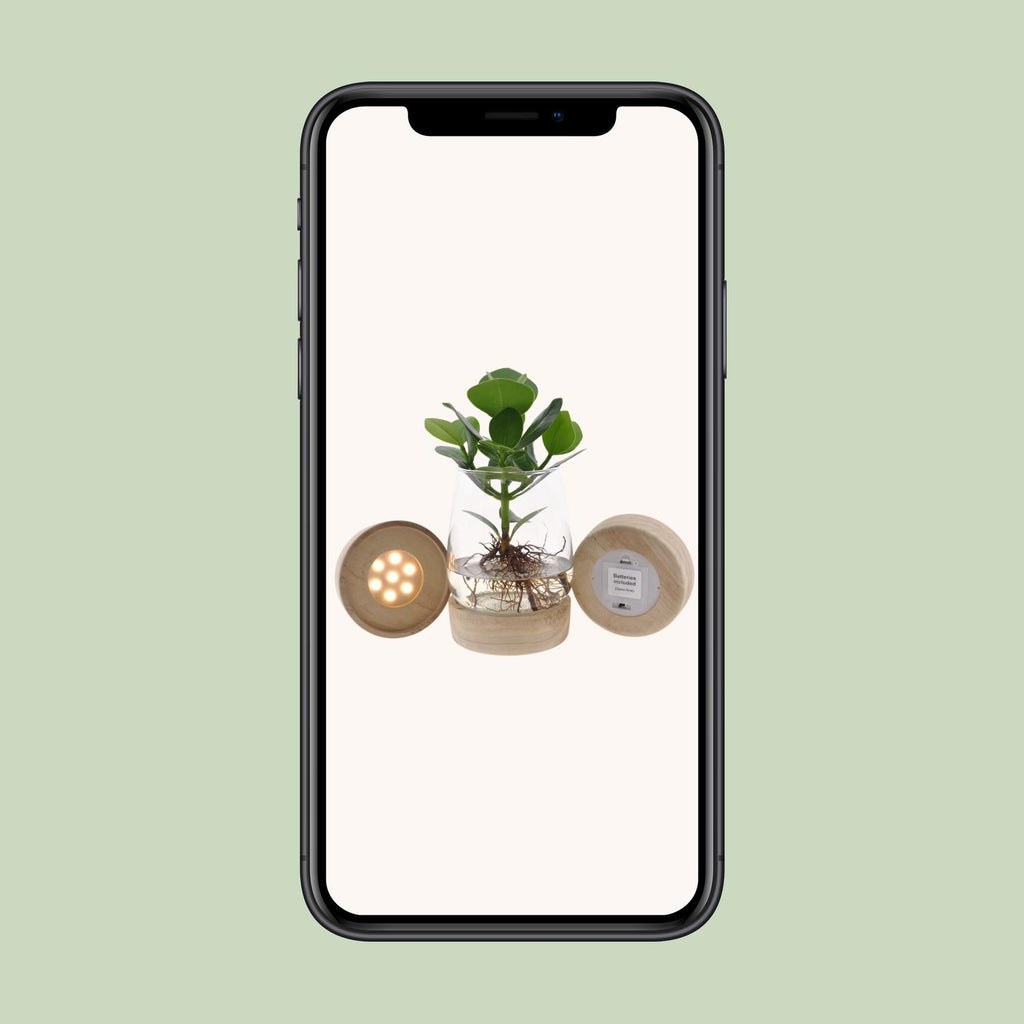 Clusia In Kingston Glas + LED - Ø12cm - ↕30cm