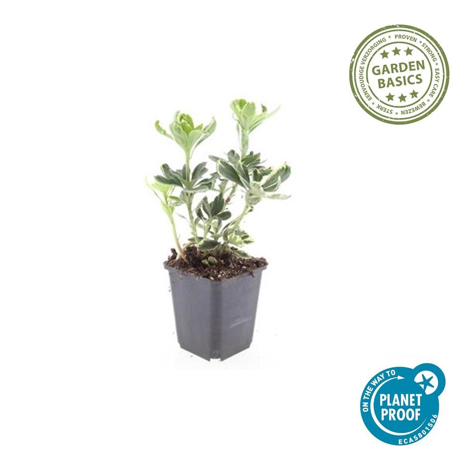 24x Pachysandra term. 'Variegata' - ↕10-25cm - Ø9cm