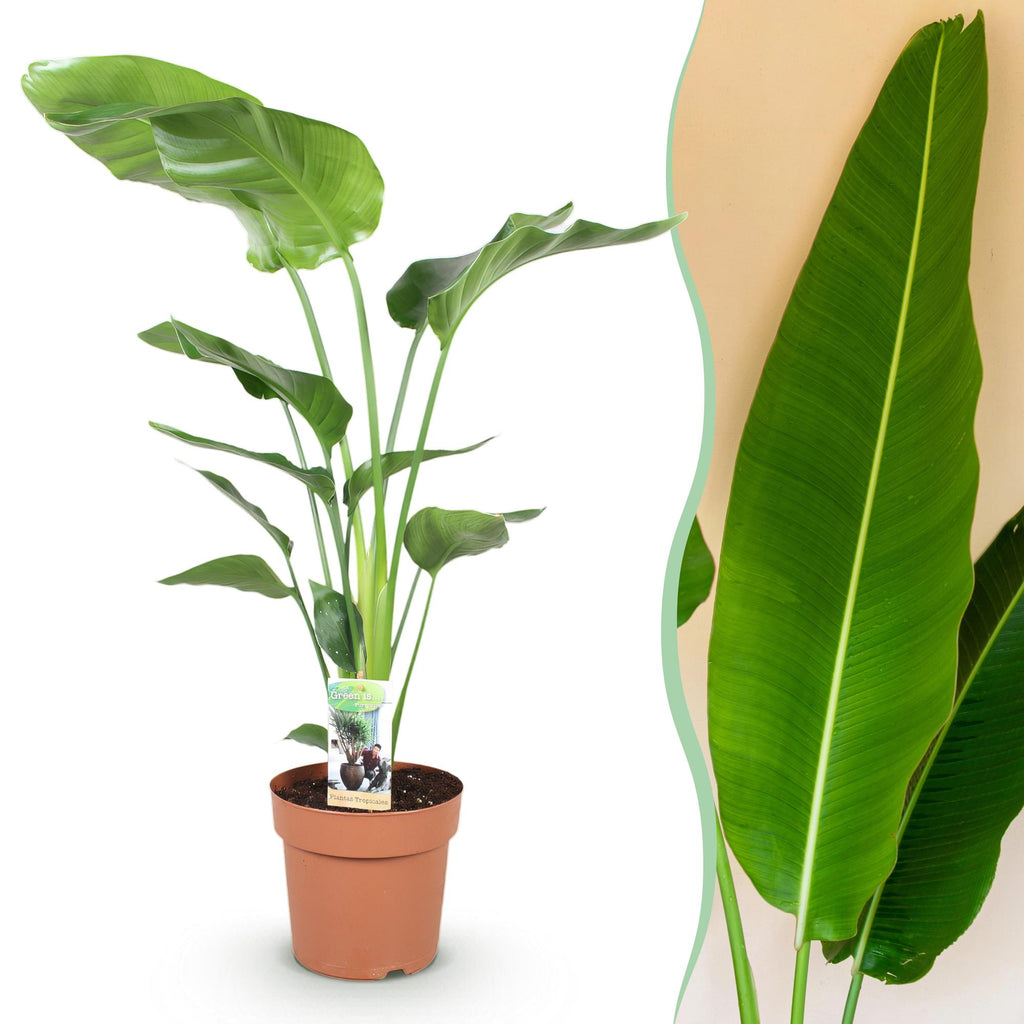 Green BoutiQ - Green is... Kamerplanten - Stelitzia Nicolai - Paradijsvogelbloem - Weinig onderhoud - Groen - 1 Plant - Pot 21cm - Hoogte 110-120cm