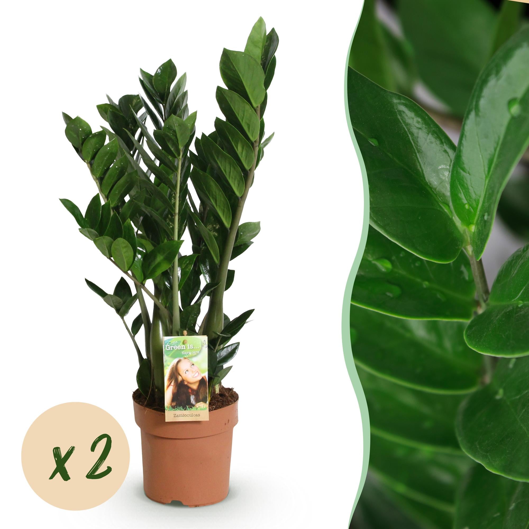 Green BoutiQ - Green is... Kamerplanten - Zamioculcas - ZZ-plant - Weinig onderhoud - Groen - 2 Planten - Pot 17cm - Hoogte 65-75cm