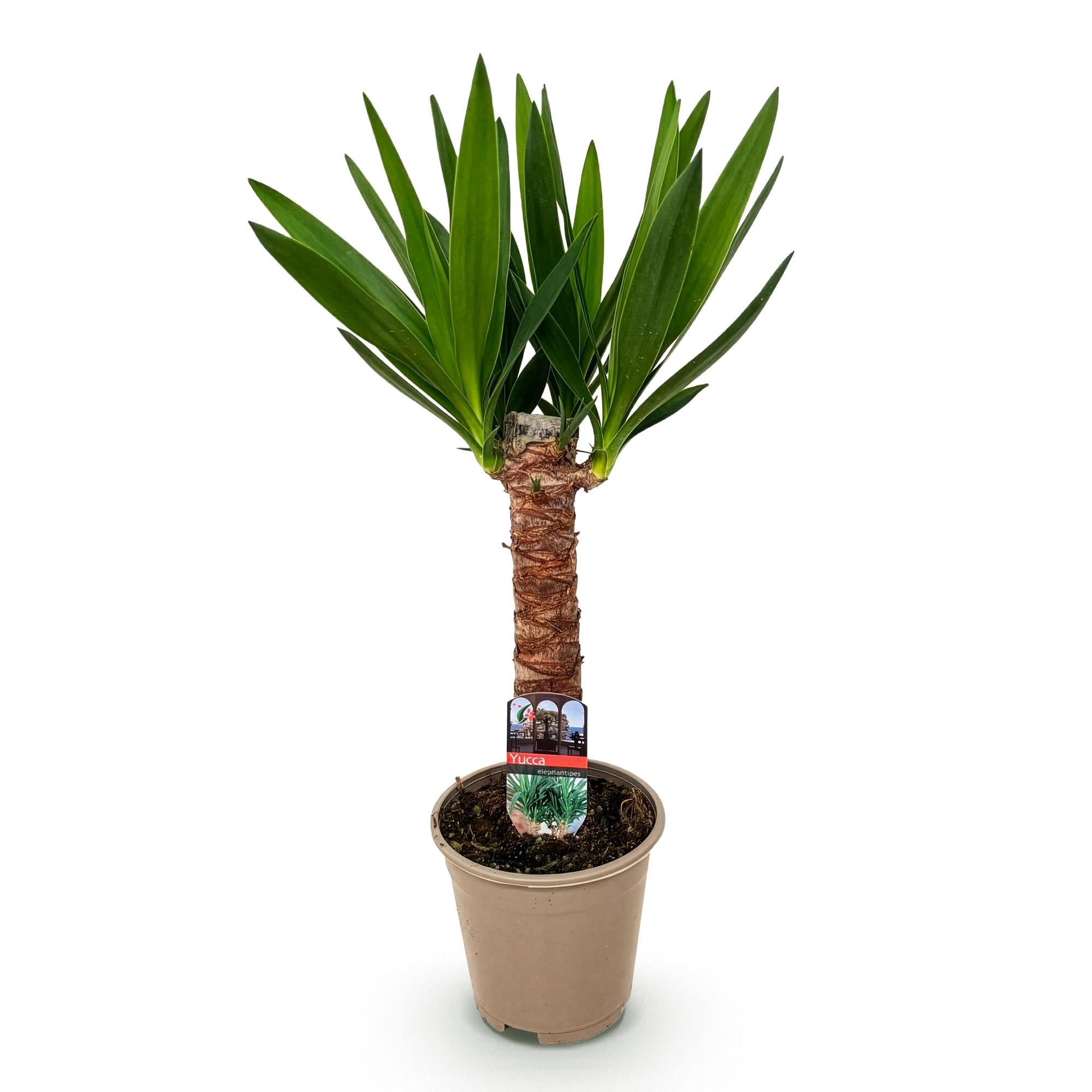 Green boutiQ - Kamerplant - Yucca elephantipes - Yucca - Weinig onderhoud - Groen - 1 - Pot 14cm - Hoogte 55cm